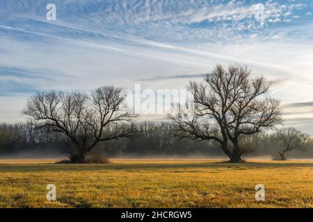 Alberi retroilluminati dal sole su un campo in una mattinata di nebbia. Foto Stock