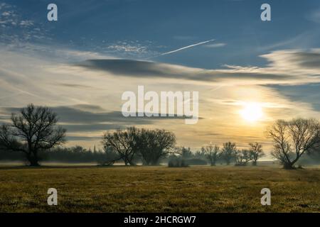 Alberi retroilluminati dal sole su un campo in una mattinata di nebbia. Foto Stock