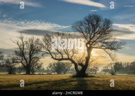 Alberi retroilluminati dal sole su un campo in una mattinata di nebbia. Foto Stock