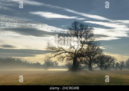 Alberi retroilluminati dal sole su un campo in una mattinata di nebbia. Foto Stock