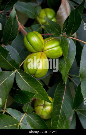 Shagbark Hickory NUTS. Sono gustosi non solo per humand, ma sono anche un alimento importante per diverse specie di fauna selvatica nel Nord America orientale. Foto Stock