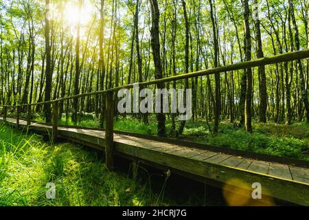 Sentiero in legno nella foresta magica con felci e luce del sole, tramonto sera estiva Foto Stock