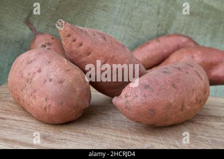 Tuberi Kamote, cultivar di patata dolce 'Ipomoea batatatas', pianta vegetale medicinale filippina, California, Foto Stock