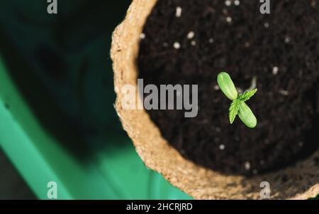 Coltivare germogli di cannabis in un vaso, immagine di concetto di coltivazione della marijuana indoor Foto Stock
