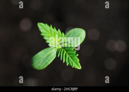 coltivare germogli di cannabis Foto Stock