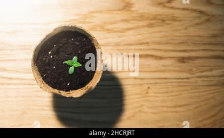 pianta di cannabis in una pentola. Fase vegetativa della coltivazione della marijuana. copyspace per il tuo testo individuale. Foto Stock