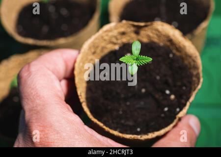 piccola pianta di piantine di cannabis allo stadio della vegetazione tenuta a mano, ecepzioni di coltivazione in una marijuana indoor per scopi medici Foto Stock