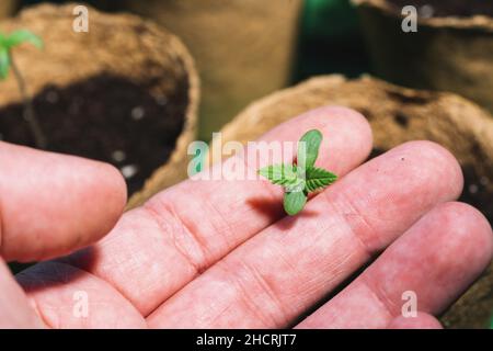 piccola pianta di piantine di cannabis allo stadio della vegetazione tenuta a mano, ecepzioni di coltivazione in una marijuana indoor per scopi medici Foto Stock