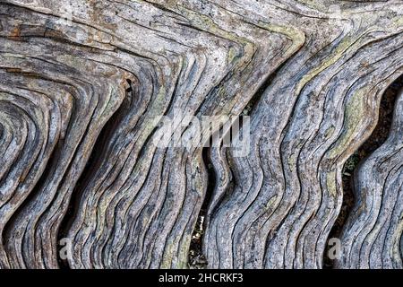 Motivi ondulati su pezzi di legno secco Foto Stock