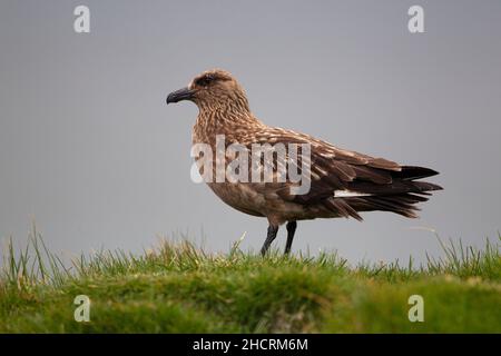Un primo piano di un grande uccello Skua (Stercorarius skua) o bonxie di profilo in piedi su un cavolo erboso in Islanda Foto Stock