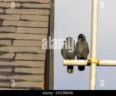 Jackdaw occidentale, Coloeus monidula ad Ambleside, Lake District, Regno Unito. Foto Stock