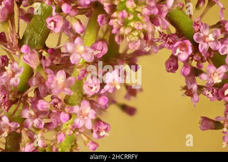 Super macro vista di fiori isolati di Jade (Crassula ovata) Foto Stock