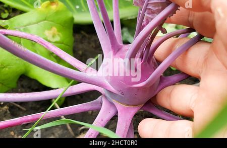 primo piano di una mano di una donna che tiene un kohlrabi viola che cresce nel terreno in un orto, all'aperto in estate. Foto Stock