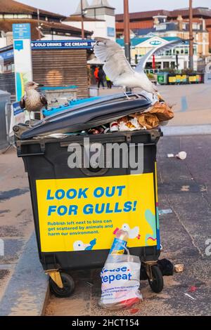 Inghilterra, Dorset, Bournemouth, Bournemouth Seafront, Seagulls che si nutrono di rifiuti traboccanti Foto Stock