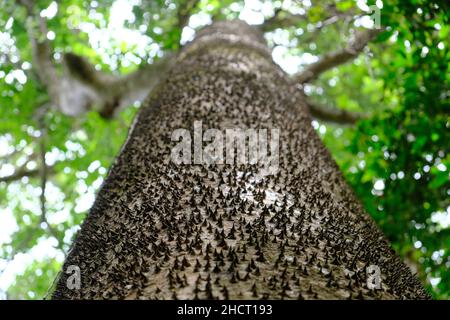 Costa Rica Rincon de la Vieja Parco Nazionale - Ceiba pentandra o il Kapok con spine sul tronco Foto Stock