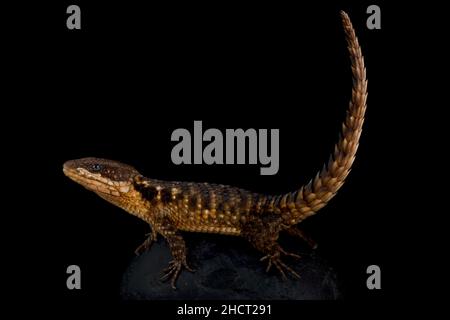 Lizard con cintura tropicale (Cordylus tropidosternum) Foto Stock