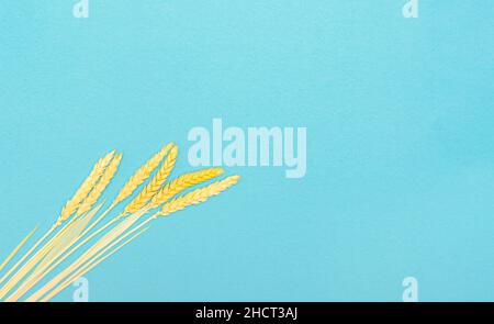 I gambi dell'orecchio di grano in bottiglia contro il blu chiaro. Design minimalista degli interni concetto di decorazione. Vista dall'alto. Spazio di copia. Foto Stock