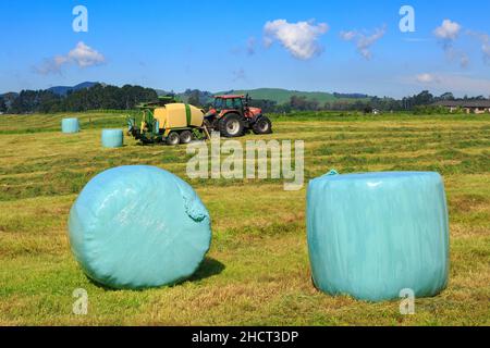 Balle di fieno avvolte in plastica in un campo appena macinato. Una macchina per l'imballaggio del fieno trainata da un trattore è in funzione sullo sfondo Foto Stock