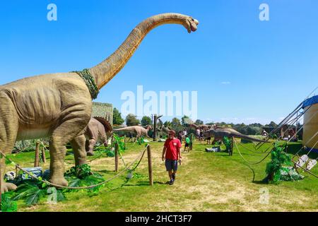 Modelli di dinosauri giganti in uno spettacolo itinerante. Un uomo passa davanti a una scultura del sauropode Brachiosaurus Foto Stock