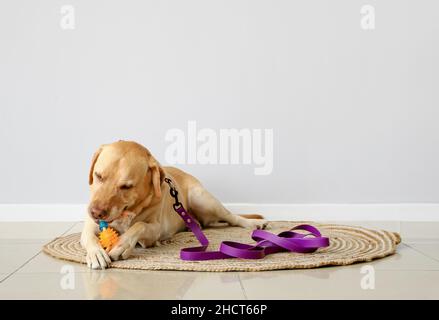 Divertente Labrador cane giocando con giocattolo vicino alla parete di luce Foto Stock