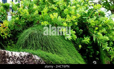 Pianta verde e cespuglio in Australia Foto Stock