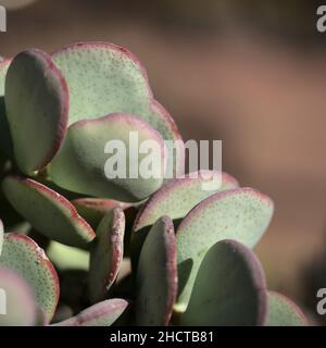 Crassula arborescens, anche nota come pianta di giada d'argento Foto Stock