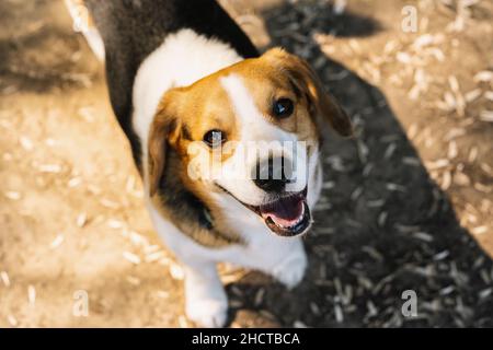 Carino cane beagle Foto Stock