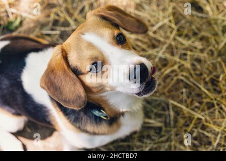 cane beagle seduto a terra Foto Stock