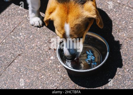 bere cane beagle Foto Stock