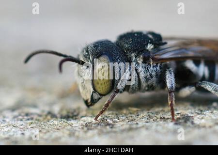 Primo piano facciale sulla testa di un'ape mediterranea di klepptoparasite, Coelioxys argenteus seduto su un pezzo di pietra Foto Stock