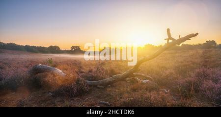 Alba sopra le colline di erica viola in fiore, Bloomin colline di erica paesaggio olandese Veluwe Paesi Bassi Foto Stock