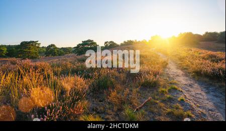 percorso attraverso colline senza fine con erica fiorente all'alba. Foto Stock