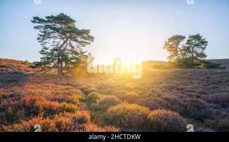 colline infinite con erica fiorente e alberi all'alba Foto Stock