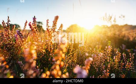 colline infinite con erica fiorente e alberi all'alba Foto Stock