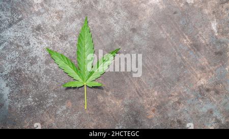foglia di cannabis su vecchio tavolo metallico. copyspace per il tuo testo individuale. Foto Stock