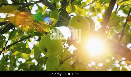 Mele verdi sul ramo dell'albero della mela Foto Stock