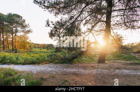 ideale per siti web e riviste Foto Stock