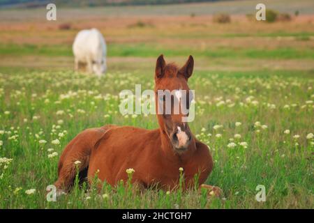 Giovane cavallo che riposa sul prato verde. Composizione della natura. Foto Stock