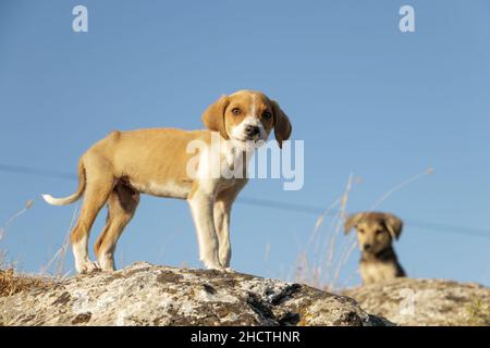 Un piccolo cane che si erge su una roccia e guarda direttamente attraverso la telecamera, posando. Un altro cucciolo attende il suo amico. Foto Stock