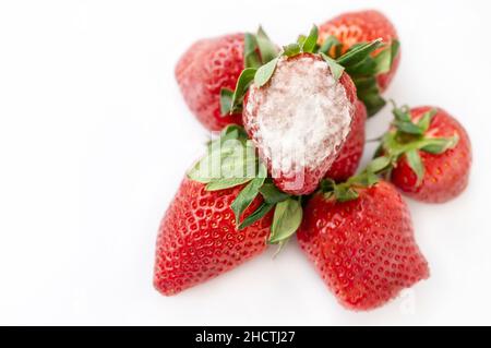 muffa grigia su fragole fresche rosse mature provenienti dall'azienda agricola viene rilevata durante il processo di controllo qualità prima di essere inviata in vendita al supermercato Foto Stock