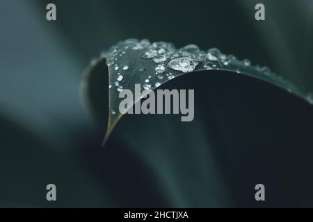 Macro fotografia di Agave attenuata o Foxtail pianta presa dopo la pioggia, mostrando il dettaglio della foglia con gocce d'acqua e sfondo sfocato Foto Stock