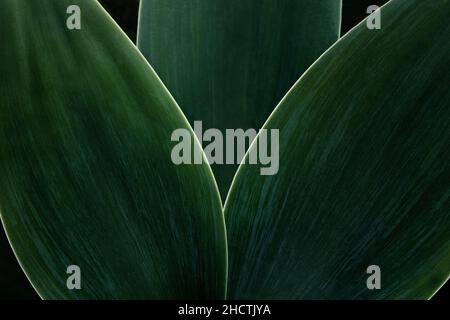 Macro fotografia di piante verdi. Primo piano di una parte di tre foglie di agave a coda di volpe con texture verde e contorno evidenziato Foto Stock