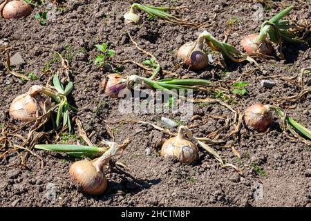 Cipolla (Allium CEPA) 'Roscoff ' cipolla patch che è un bulbo comune che cresce in un orto pronto per essere raccolto per la cottura, stock foto immagine Foto Stock