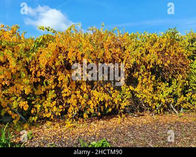 Celastro Orbiculatus pianta di vitigno a fiore boscoso con foglie gialle d'oro e un piccolo fiore giallognolo in autunno e comunemente noto come Ori Foto Stock