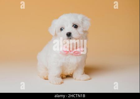 Bichon maltese cucciolo cane bianco con sfondo giallo Foto Stock