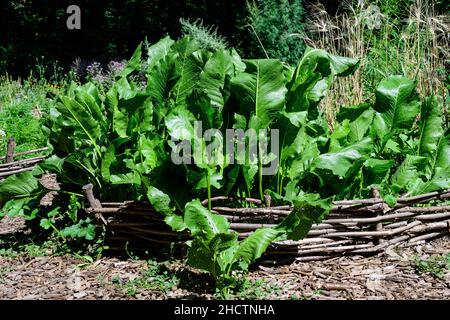 Grandi foglie verdi di pianta di rafano in un giardino di erbe in una giornata d'autunno soleggiata Foto Stock