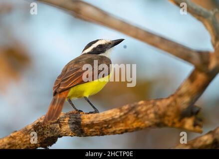 Grande Kiskadee (Pitangus sulfuratus) Foto Stock