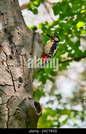 woodpecker su un albero vicino alla sua casa primo piano Foto Stock