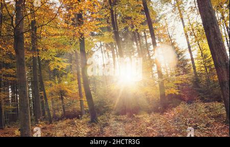 Scena d'autunno d'oro nella foresta con il sole che splende attraverso gli alberi Foto Stock