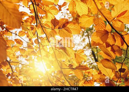 L'autunno lascia al sole. Sfondo autunno. Foto Stock
